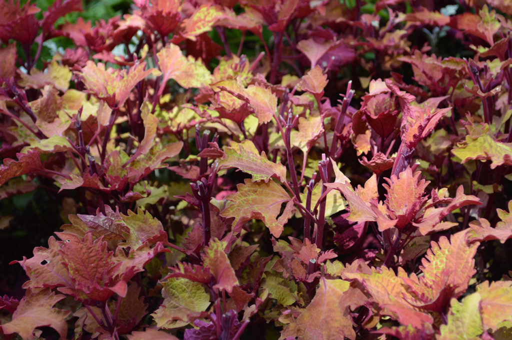 Coleus Indian Summer