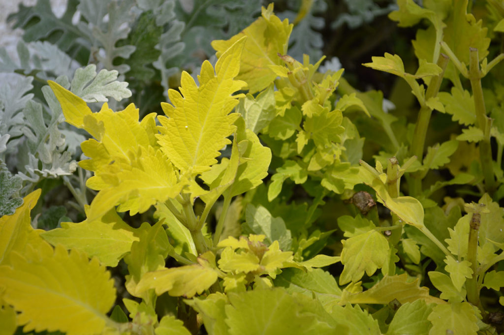 Coleus Wasabi