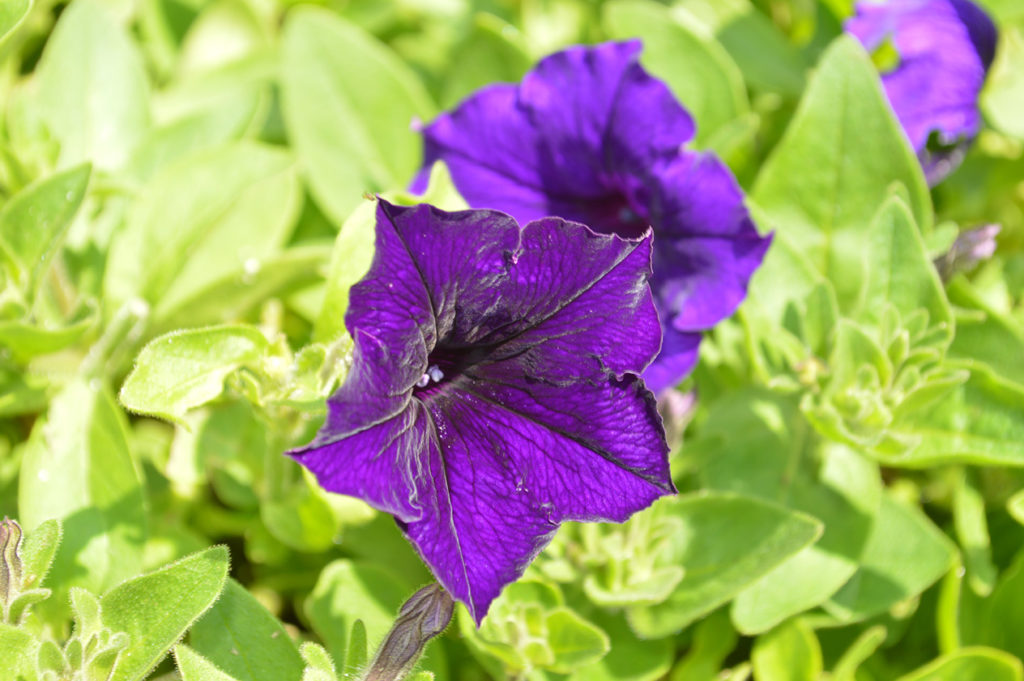 Easy Wave Blue Petunia