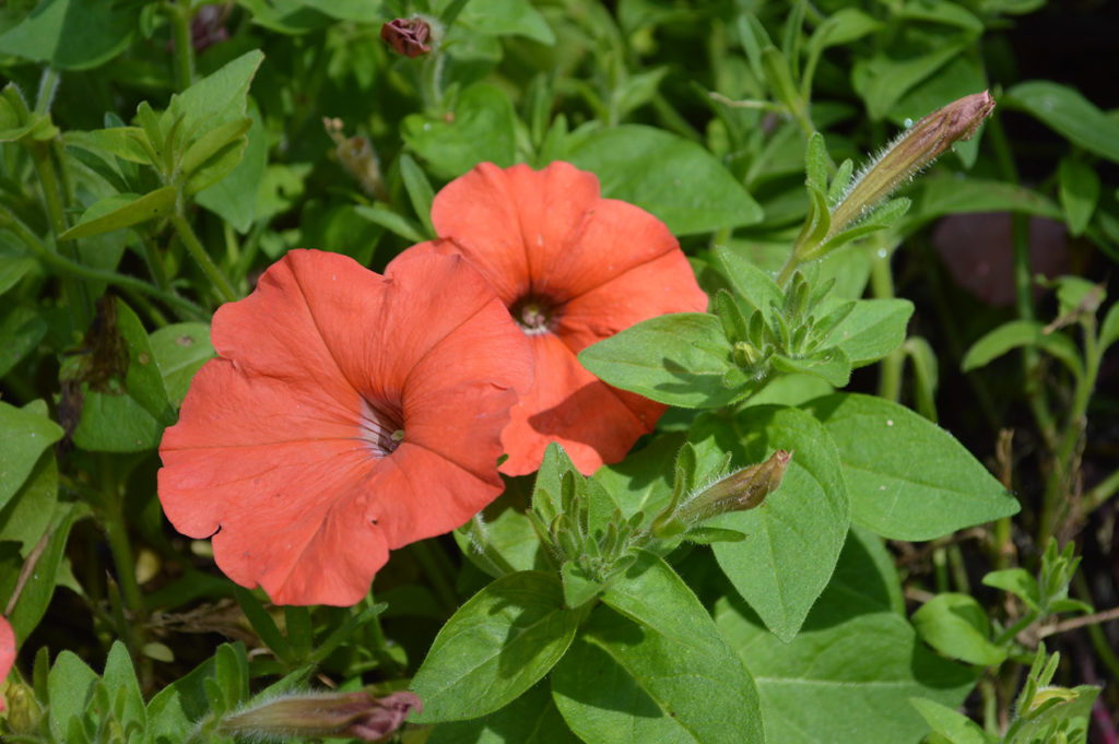Petunia African Sunset