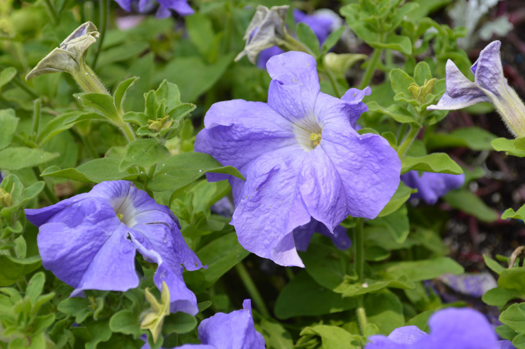 Petunia Sky Blue