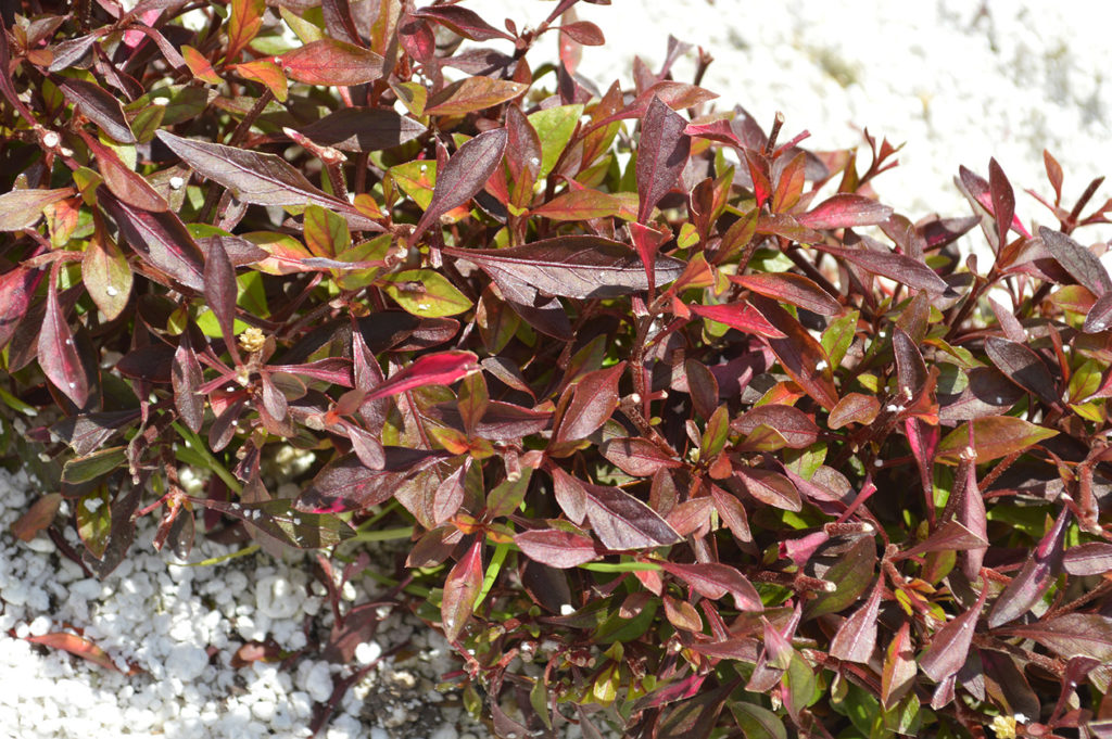 Red Alternanthera