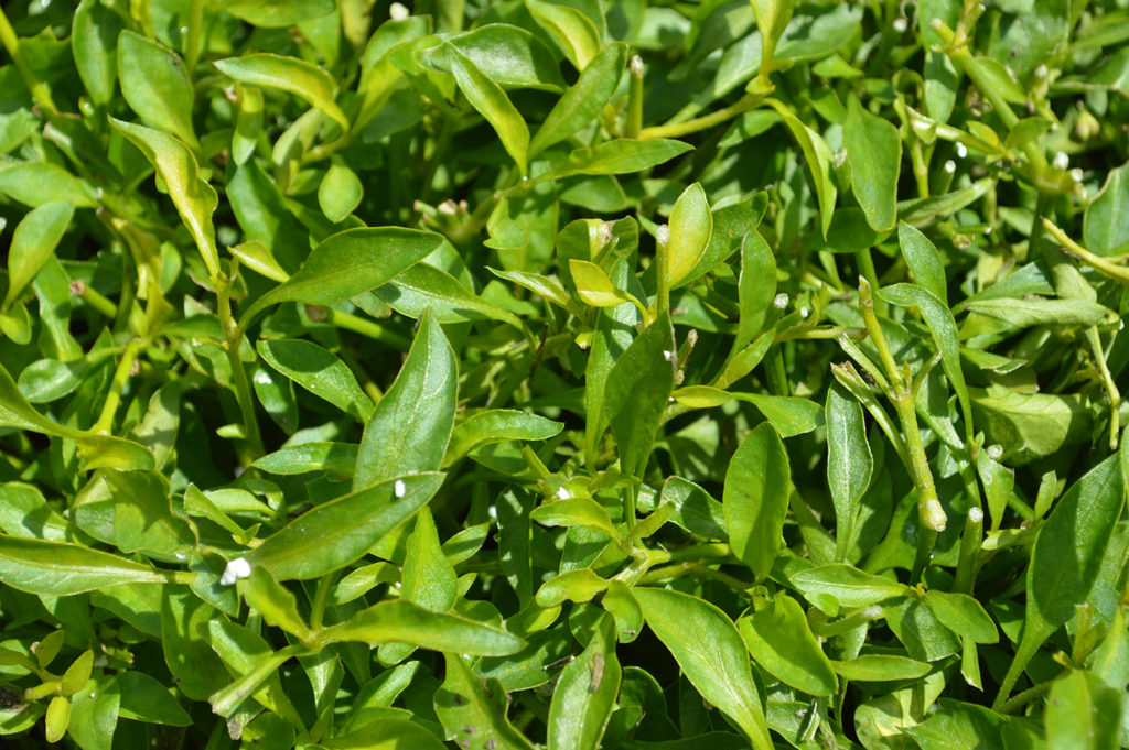 Yellow Alternanthera