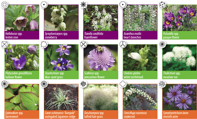 plant species