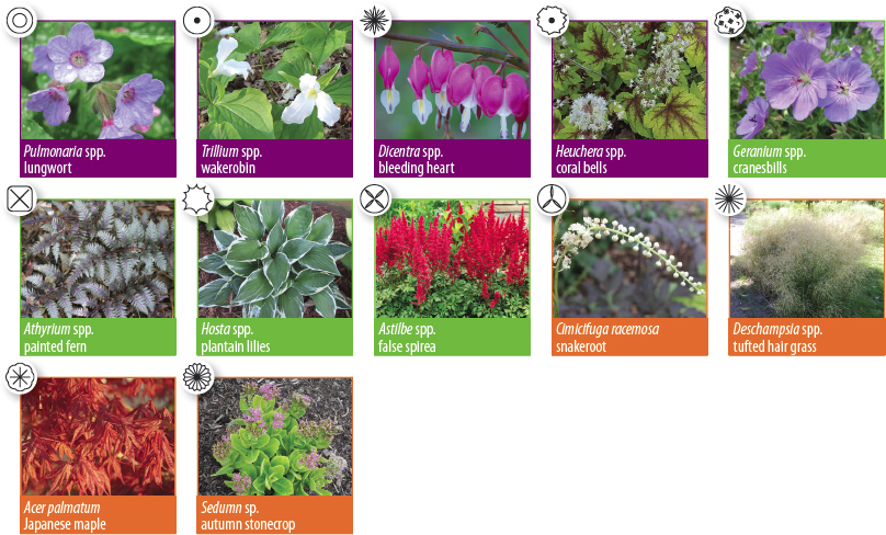 plant species
